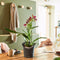 LECHUZA ORCHIDEA - Plantenbak - met uitneembare binnenbak - met bewateringssysteem - ALL-IN-ONE set met LECHUZA ORCHIDPON - Wit mat