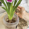 LECHUZA ORCHIDPON - plantensubstraat 6 liter - orchideeënsubstraat voor orchideeën en soortgelijke planten - Voorbemest voor 6 tot 8 maanden - ALTIJD BETER DAN AARDE!