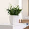 LECHUZA QUADRO Premium LS 28 - Plantenbak - met uitneembare binnenbak - met bewateringssysteem - ALL-IN-ONE set met LECHUZA-PON - taupe hoogglans