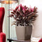LECHUZA QUADRO Premium LS 28 - Plantenbak - met uitneembare binnenbak - met bewateringssysteem - ALL-IN-ONE set met LECHUZA-PON - wit hoogglans