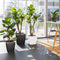 LECHUZA QUADRO Premium LS 28 - Plantenbak - met uitneembare binnenbak - met bewateringssysteem - ALL-IN-ONE set met LECHUZA-PON - antraciet metallic