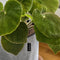 LECHUZA TRENDCOVER 32 VILT - Plantenbak - met uitneembare binnenbak - met bewateringssysteem - ALL-IN-ONE set met LECHUZA-PON - dark grey