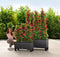 LECHUZA TRIO COTTAGE 30 - Plantenbak - met uitneembare binnenbakken - met bewateringssysteem - ALL-IN-ONE set met LECHUZA-PON - licht grijs