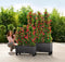 LECHUZA TRIO COTTAGE 30 - Plantenbak - met uitneembare binnenbakken - met bewateringssysteem - ALL-IN-ONE set met LECHUZA-PON - wit