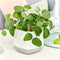 LECHUZA YULA - plantenpot - ALL-IN-ONE - satijnwit/grijs
