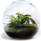 Growing Concepts Biodome terrarium - Biophytum plant 30cm / 30cm / Glas - Terrarium: Biodome, terrarium, biophytum