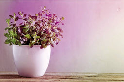 LED Paulmann 28734 E14 N/A Vermogen: 4 W Barnsteen N/A