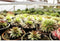 LED-plantenlamp TRU COMPONENTS TRU-PL-HIGH-CRI TRU-PL-HIGH-CRI Vermogen: 8 W Neutraalwit