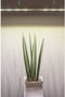 LED-plantenlamp TRU COMPONENTS TRU-PL-HIGH-CRI TRU-PL-HIGH-CRI Vermogen: 8 W Neutraalwit
