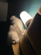 LED Sfeerlamp - Dimbaar, 7 Kleuren, Touch-bediening - Ideaal voor Thuis & Cadeau