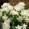 Plant in a Box - Narcissus Mount Hood x30 - Narcisbollen - Meerjarige winterharde bloembollen voor in de tuin, terras of balkon
