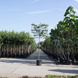 Lei amberboom 150 cm | Liquidambar styraciflua 'Worplesdon' 6-10 cm 150 cm| Bomenbezorgd.nl