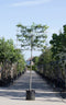 Lei amberboom 150 cm | Liquidambar styraciflua 'Worplesdon' 6-10 cm 150 cm| Bomenbezorgd.nl
