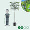 Lei amberboom 150 cm | Liquidambar styraciflua 'Worplesdon' 6-10 cm 150 cm| Bomenbezorgd.nl