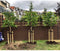 Lei amberboom 150 cm | Liquidambar styraciflua 'Worplesdon' 6-10 cm 150 cm| Bomenbezorgd.nl