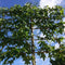 Lei amberboom 150 cm | Liquidambar styraciflua 'Worplesdon' 6-10 cm 150 cm| Bomenbezorgd.nl
