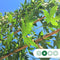Lei amberboom 150 cm | Liquidambar styraciflua 'Worplesdon' 6-10 cm 150 cm| Bomenbezorgd.nl