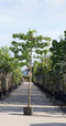 Lei amberboom 150 cm | Liquidambar styraciflua 'Worplesdon' 6-10 cm 150 cm| Bomenbezorgd.nl