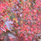 Lei amberboom 180 cm | Liquidambar styraciflua 'Worplesdon' 6-10 cm 180 cm| Bomenbezorgd.nl