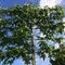 Lei amberboom 180 cm | Liquidambar styraciflua 'Worplesdon' 6-10 cm 180 cm| Bomenbezorgd.nl