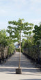 Lei amberboom 180 cm | Liquidambar styraciflua 'Worplesdon' 6-10 cm 180 cm| Bomenbezorgd.nl