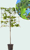 Lei amberboom 180 cm | Liquidambar styraciflua 'Worplesdon' 6-10 cm 180 cm| Bomenbezorgd.nl