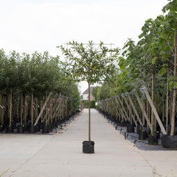 Leilaurier 150 cm | Prunus laurocerasus 'Caucasica' 8-12 cm 150 cm| Bomenbezorgd.nl