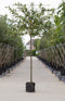 Leilaurier 150 cm | Prunus laurocerasus 'Caucasica' 8-12 cm 150 cm| Bomenbezorgd.nl