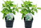Plant in a Box - Hydrangea arborescens Annabelle - Set van 2 - Populaire tuinplant - Pot 17cm - Hoogte 30-40cm