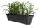 Leliegras in ELHO ® Green Basics balkonbak (Living Black) met metalen balkonrek ↨ 30cm - hoge kwaliteit planten