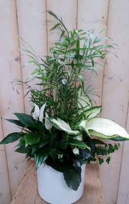 Lepelplant plantenbakje binnen