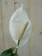 Lepelplant Spathiphyllum 120 cm
