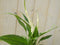 Lepelplant Spathiphyllum 25 cm