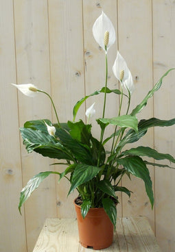 Lepelplant Spathiphyllum 60 cm
