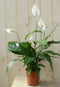 Lepelplant Spathiphyllum 60 cm