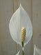 Lepelplant Spathiphyllum 60 cm