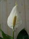 Lepelplant Spathiphyllum 80 cm