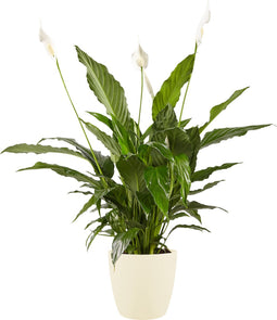 Lepelplant Spathiphyllum Vivaldi Elho Brussels Round Soap - BestPlants - Groene Plant- Hoogte 70 cm