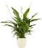 Lepelplant Spathiphyllum Vivaldi Elho Brussels Round Soap - BestPlants - Groene Plant- Hoogte 70 cm