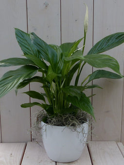 Lepelplant Spathiphyllum witte pot 40 cm