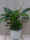Lepelplant Spathiphyllum witte pot 40 cm