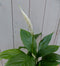 Lepelplant Spathiphyllum witte pot 40 cm