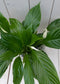 Lepelplant Spathiphyllum zwarte/antraciete pot 40 cm