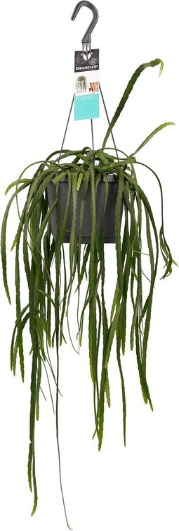 Lepismium bolivianum ↨ 45cm - hoge kwaliteit planten