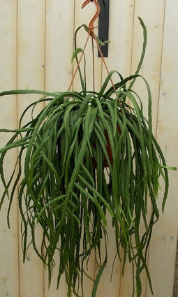 Lepismium Bolivianum