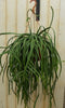 Lepismium Bolivianum