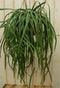 Lepismium Bolivianum