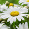 Leucanthemum v. 'Maikönigin' | 1 stuk | Bijen- en vlinderplant | Bijentuin | 11x11 cm Kwekerspot | Geurend | Wit