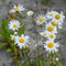 Leucanthemum v. 'Maikönigin' | 1 stuk | Bijen- en vlinderplant | Bijentuin | 11x11 cm Kwekerspot | Geurend | Wit
