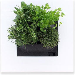 Levende Plantenschilderij LivePicture GO wit 52 x 52 x 11 cm incl....